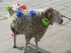 IMG_2419.JPG