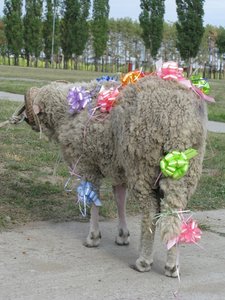 IMG_2421.JPG