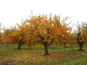 (2) IMG_3049.JPG