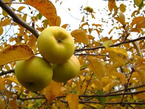 IMG_3040.JPG