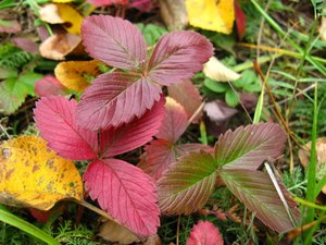 IMG_3074.JPG