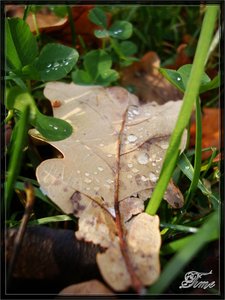 DSC04371.jpg