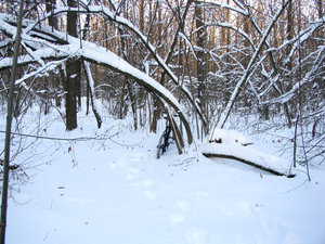 IMG_2589.jpg