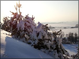 Под снежным покрывалом