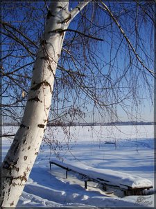 Берёза на берегу, 30 января 2010