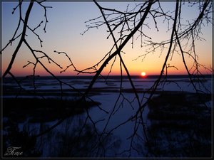 Сквозь ветви