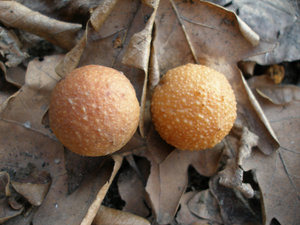 P1010020.JPG