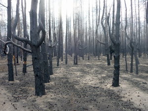wasteland.jpg