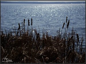 Водоблики
