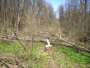 Здесь была Пашкина просека