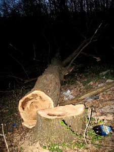 IMG_0372.jpg