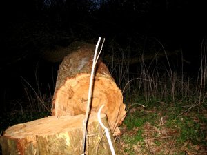 IMG_0376.jpg