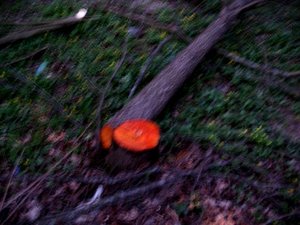 IMG_0386.jpg