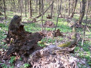 IMG_0393.jpg