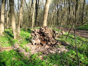 IMG_0394.jpg