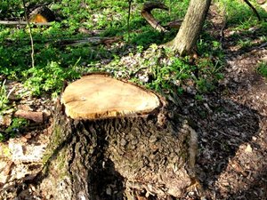 IMG_0397.jpg