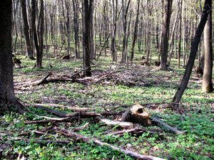 IMG_0398.jpg