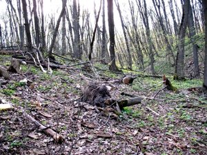 IMG_0401.jpg