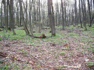 IMG_0406.jpg