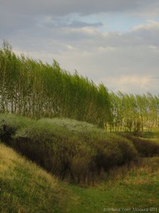 mosika_7.jpg