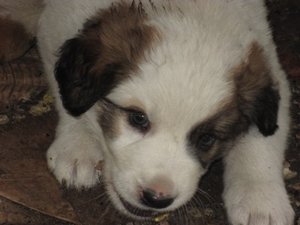 IMG_0340.JPG
