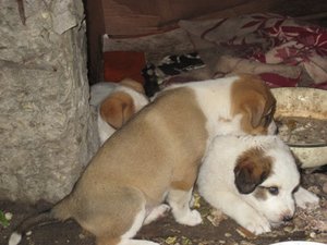 IMG_0330.JPG