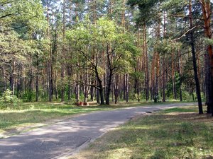 Дорога на винивитино