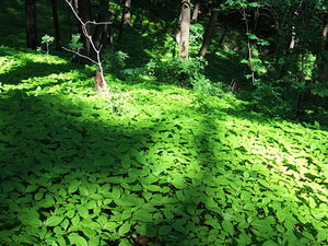 DSCF8845.JPG