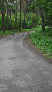 SDC11556.JPG