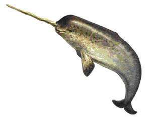 narwhal.jpg
