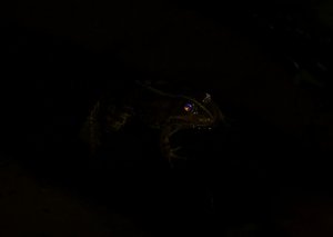 вот этот явно шпионил за нами подслушивая как пекли картошку на берегу )))