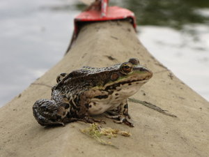 IMG_0952.JPG