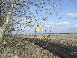 дикие фрукты в сказочном лесу, сьели и не отравились.