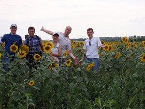 Подсолнухи