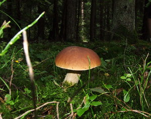 mushroom brv.jpg