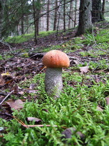 mushroom kg.jpg
