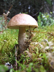 mushroom pb.jpg