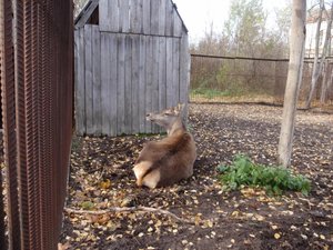 Косуля? Олень?