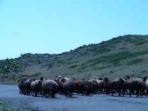 Присмотритесь к барану обведенному кружком, на его спине рюкзак подозреваю, что не с личными вещами. Просто &quot;старослужащие&quot; пастухи шли налегке. Эксплуатация.