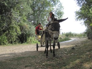 Любопытство проявляют все: и ослик и ребята.