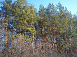 DSC00016.jpg