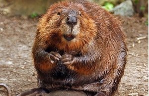 радушный местный житель