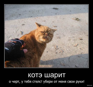 котэ_.jpg