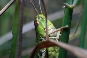 IMG_9952.JPG