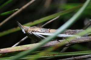 IMG_9956.JPG