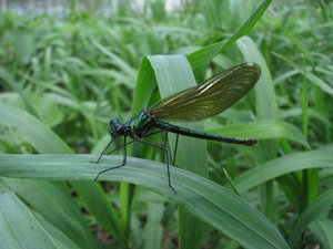 IMG_0034.jpg