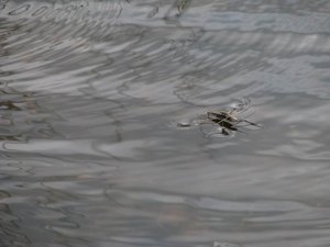 IMG_9962.jpg