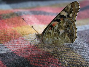 IMG_0316.JPG