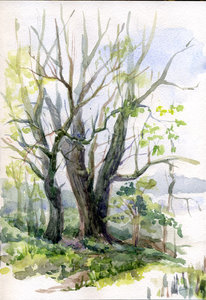 семь родников лес 02052011.jpg