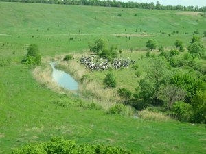 вид с шип-кургана на местных коров